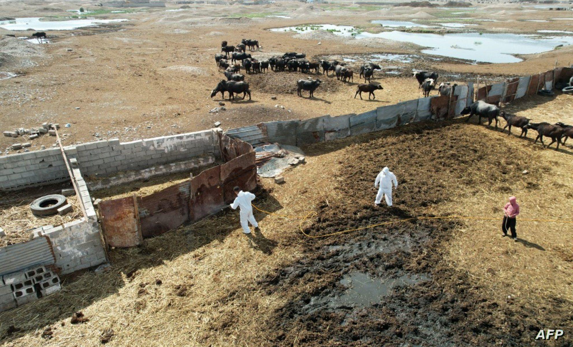 الصحة تكشف اعداد الاصابات والوفيات بالحمى النزفية في عموم البلاد 