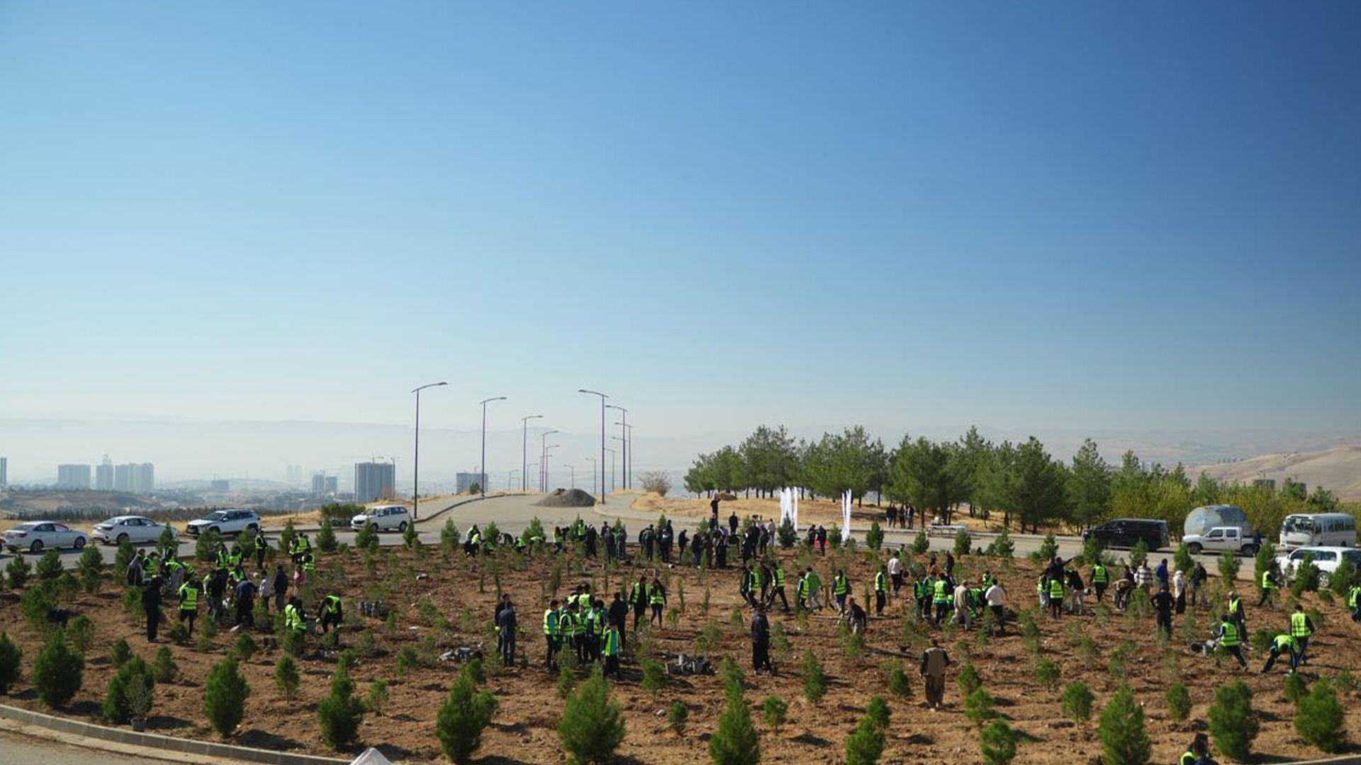 سلێمانی؛ لە پێناو زیادکردنی رێژەی سەوزایی هەڵمەتی چاندنی هەزار نەمام لە جۆری سنۆبەر و دار زەیتون بەڕێوەچوو