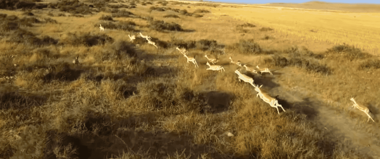 سۆراخ، بەدواداچوون بۆ بابەتی پاراستنی ئاژەڵە کێوییەکان دەکات وەک سەرمایەیەکی نیشتمانیی