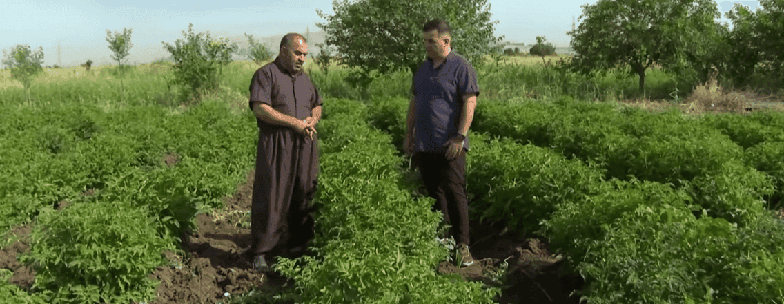 بۆچی بەروبوومە کشتوکاڵییە خۆماڵییەکان نرخیان کەمە لە بازاڕدا؟