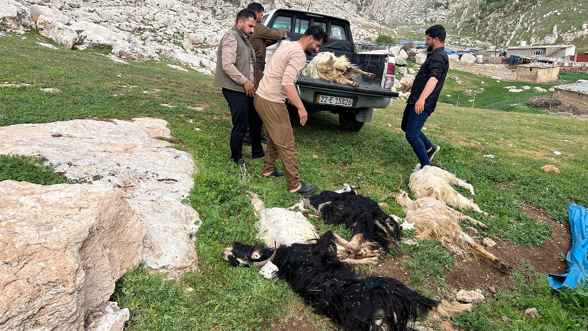 بەهۆی ڤایرۆسێکەوە 300 بزن لە سنوری ئاکرێ مرداربوونەوە