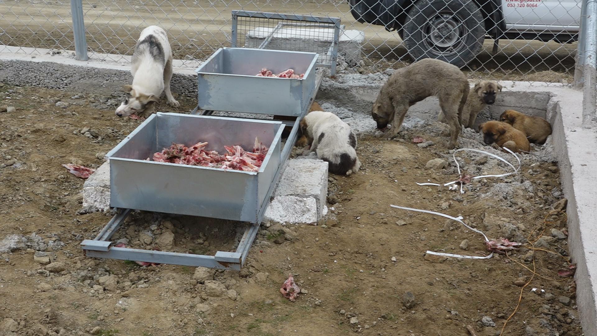 لە سلێمانی شەڵتەرێك بۆ پاراستنی ئاژەڵی بێلانە كراوەتەوە