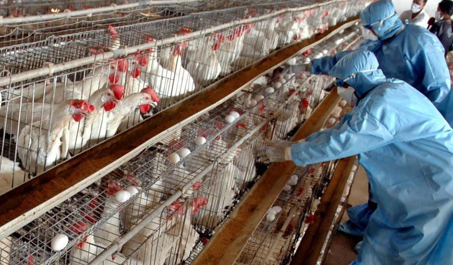 عێراق ھاوردە پەلەوەری لە ھەرێمەوە بۆ پارێزگانی تر قەدەغە کرد