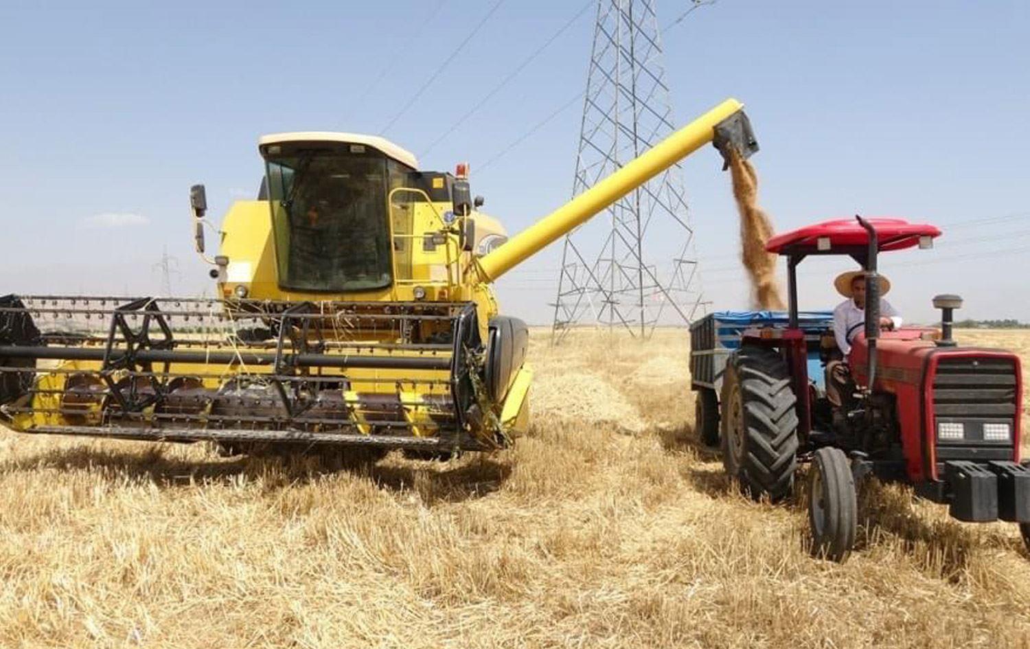 وەرزی دروێنەی دانەوێڵە لە سلێمانی دەستپێدەکات 