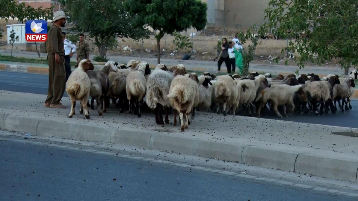 بەھۆی سەربڕینی ئاژەڵ لەسەر شەقامەکان ٤ قەساب لە سلێمانی دەستگیرکران