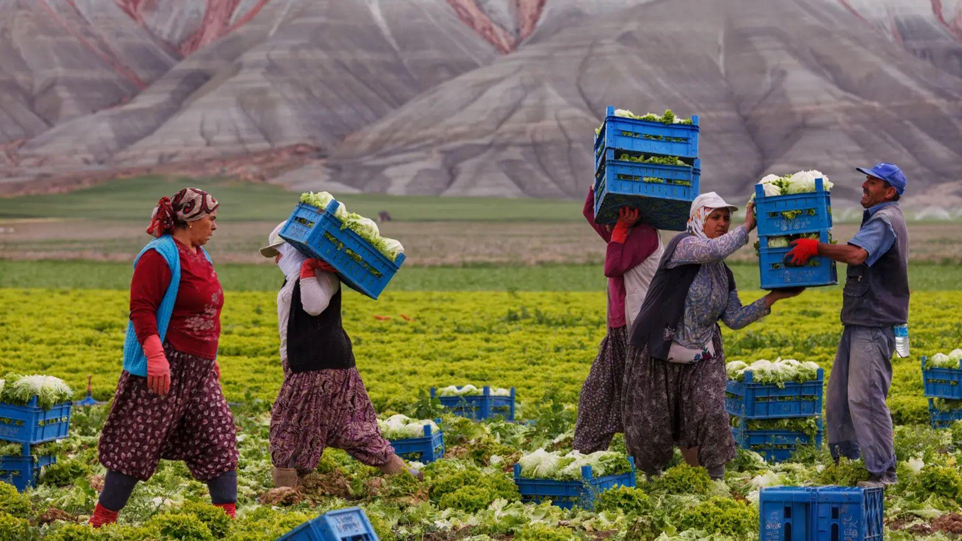 ساڵی رابردوو تورکیا لە پلەی حەوتەمی جیهاندا بووە بۆ داھاتی بەرھەمی کشتوکاڵی