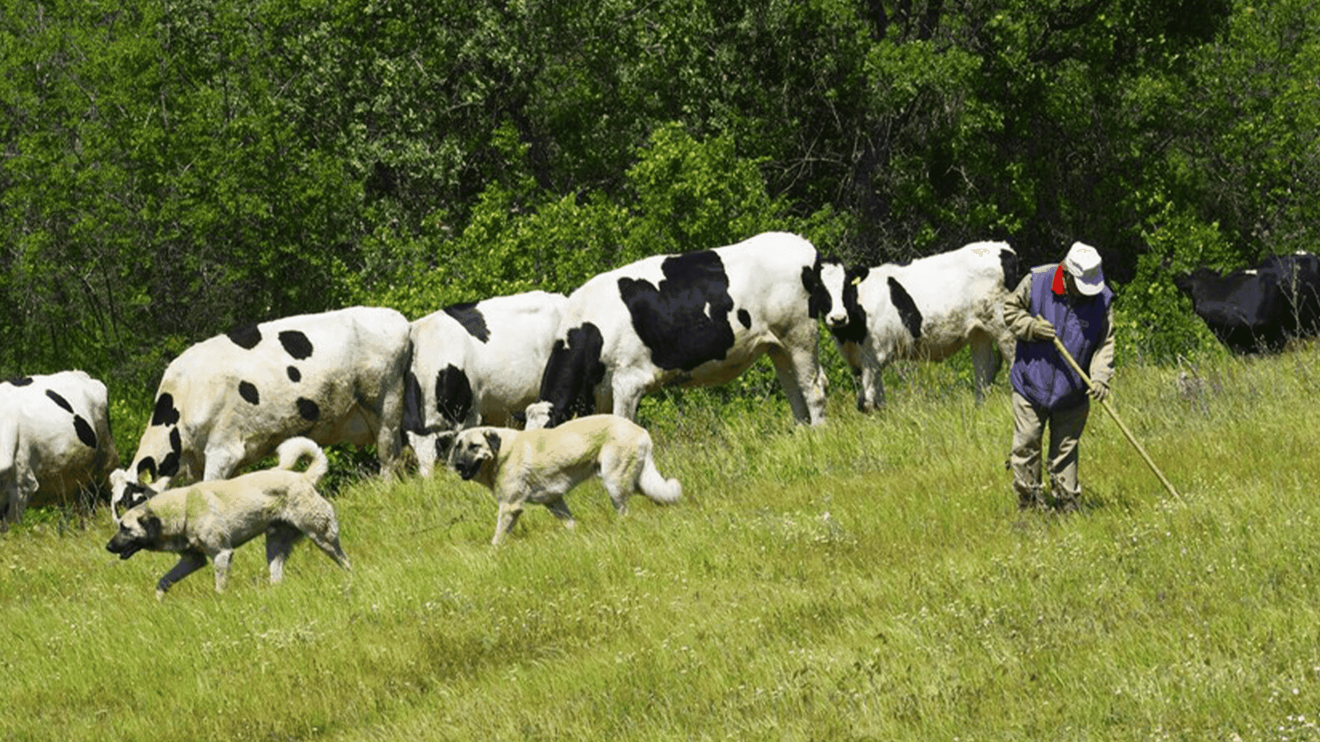 پەتایەكی ڤایرۆسیی مەترسی لەسەر ژیانی ئاژەڵانی توركیا و باكوری كوردستان دروستكردووە