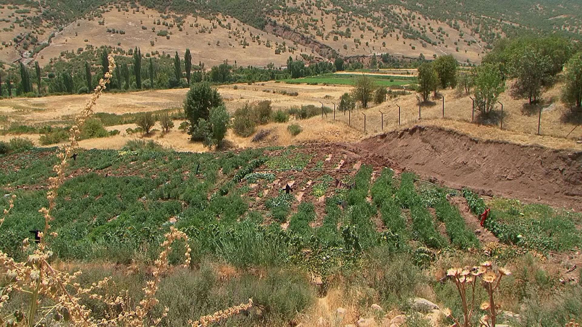 لە سنوری ئامێدی رووبەرێکی فراوان بۆ بەرھەمھێنانی کولەکە تەرخان کراوە