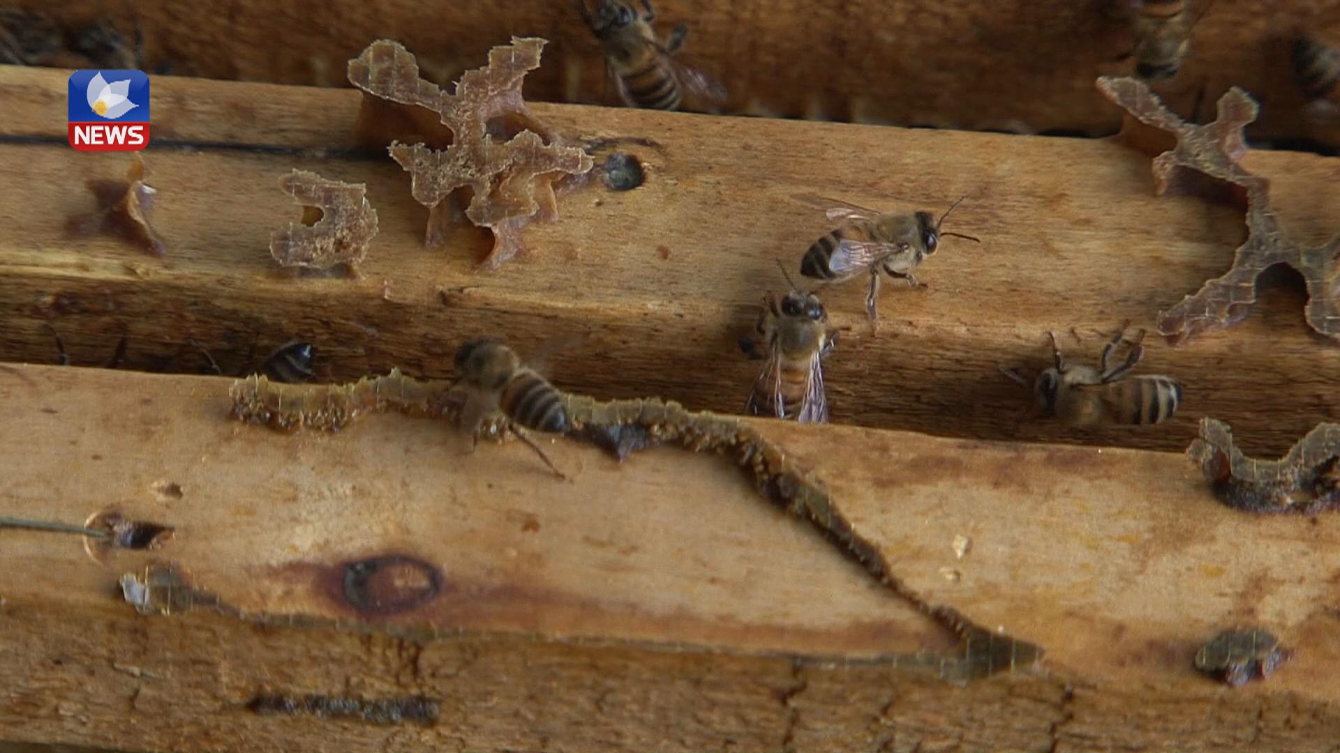 نەخۆشیەک زیان بە مێش ھەنگ لە ئاکرێ دەگەیەنێت 