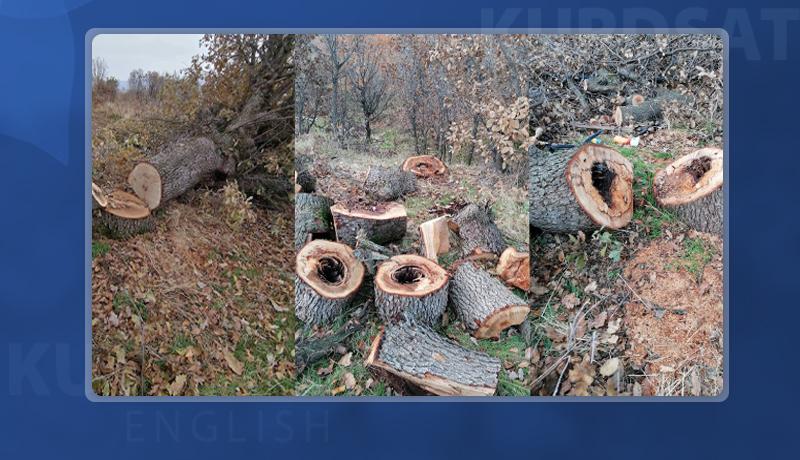 150 well-aged trees cut down in Sulaimani’s Penjwen district