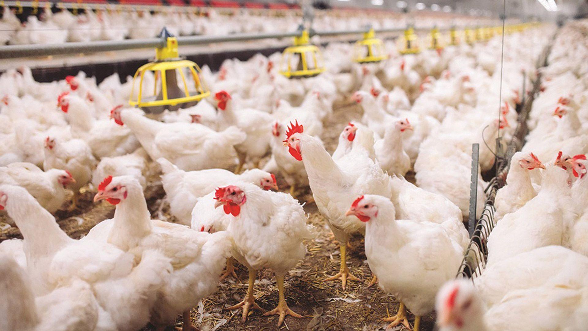 سەرۆکی کۆمەڵەی کێڵگە پەلەوەرییەکان: ئەگەر کەرتی پەلەوەر بەو جۆرەی ئێستا بەردەوام بێت تەمەنی ناگاتە دوو ساڵی دیکە 