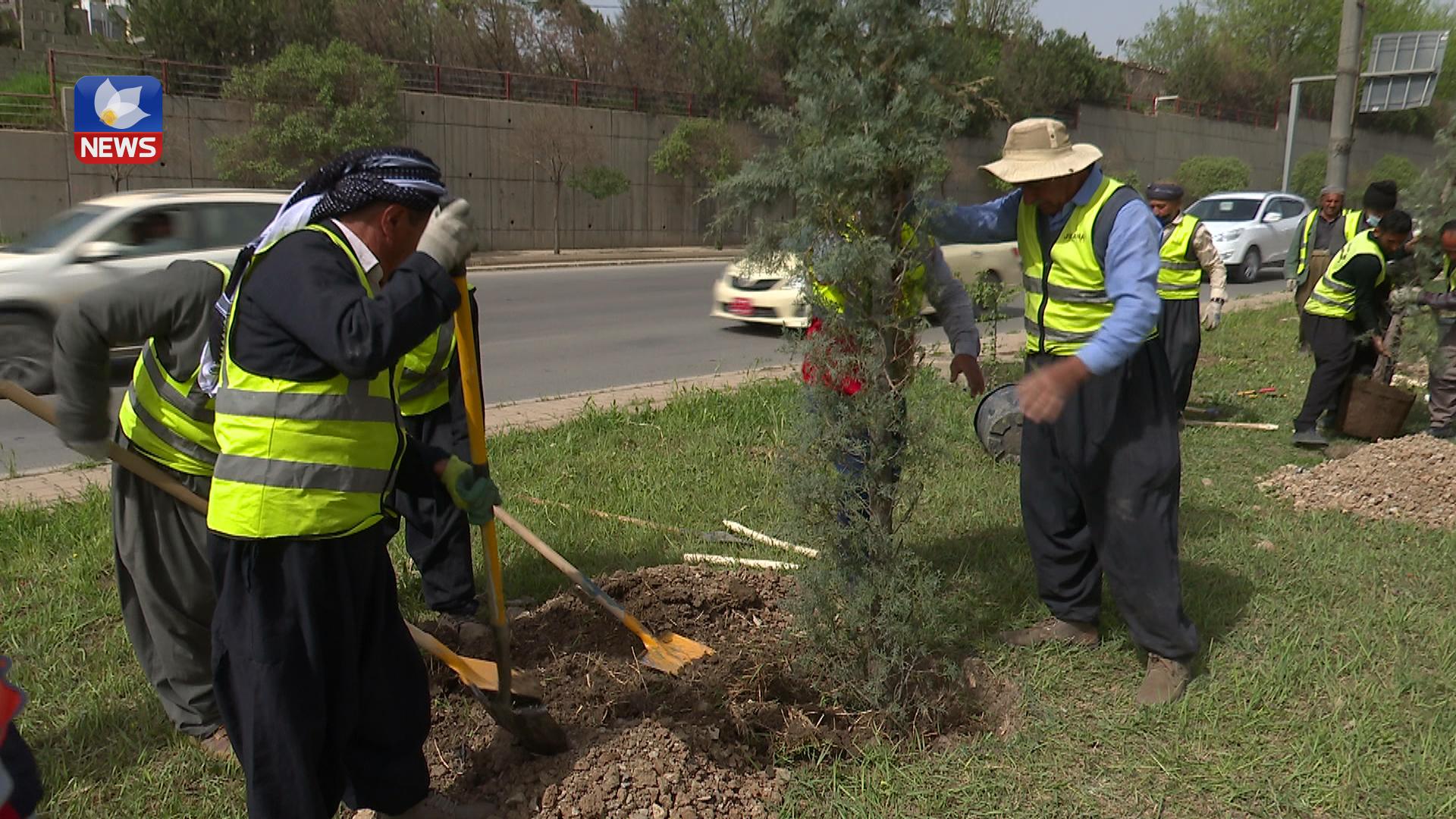 لە رێگەی تاسڵوجە و شەقامی بازنەیی مەلیک مەحمود ٢٠ ھەزار دار و گوڵ دەڕوێندرێت