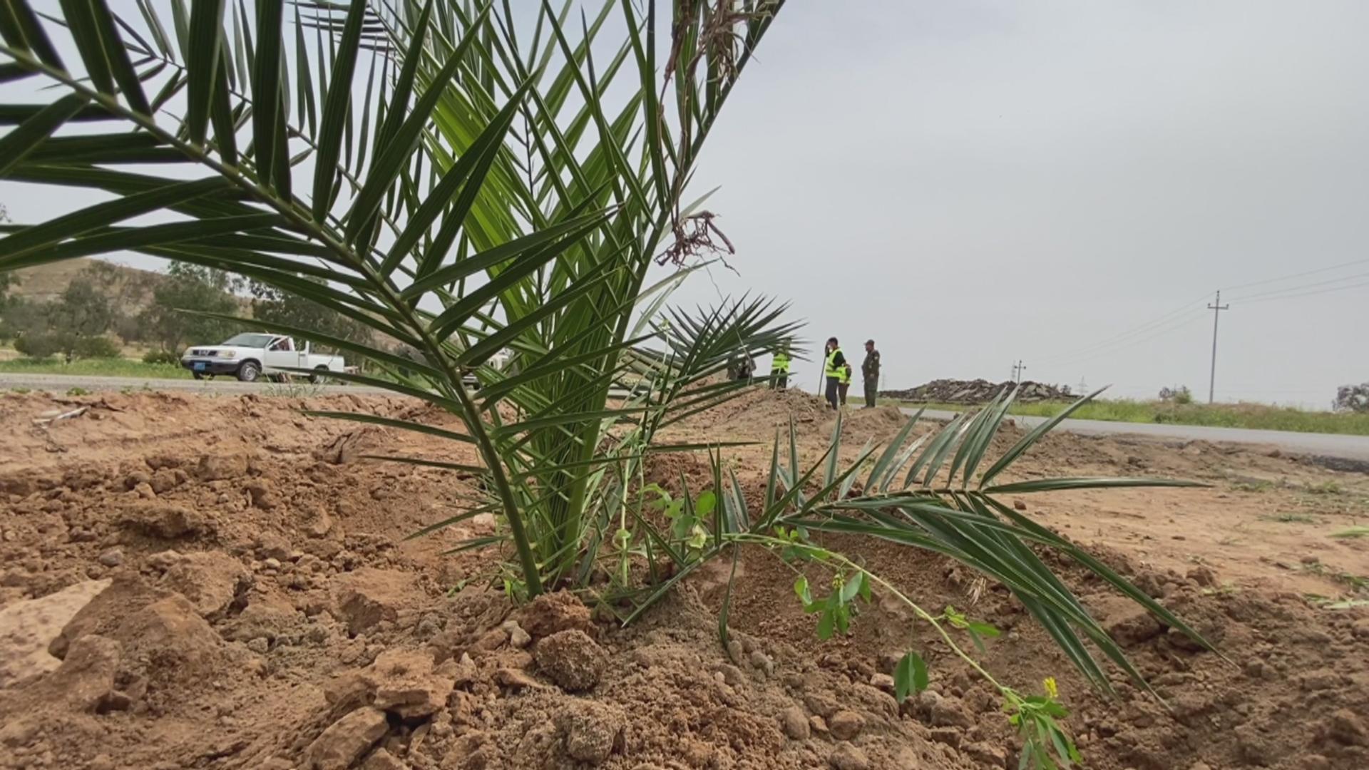 بلواری دووسایدی سەرەکی کفری- کەلار سەوز دەکرێت
