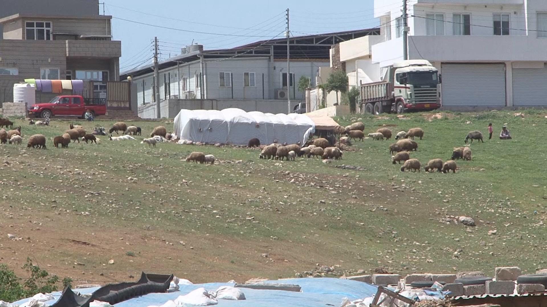 بەخێوکردنی مەڕوماڵات لەناو قەزای ئاکرێدا قەدەغە دەکرێت