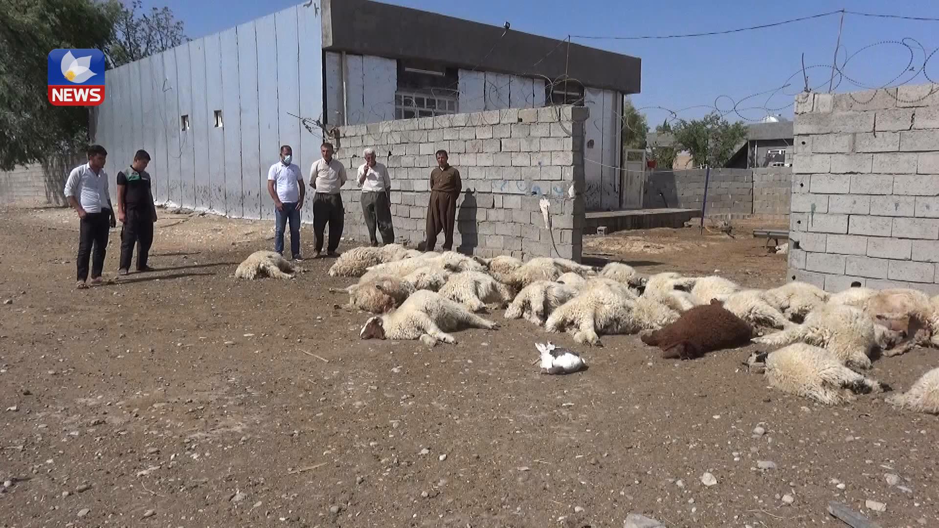 نەبوونی فەرمانگەی ڤێتێرنەری و كشتوكاڵ لە ناحیەی نەوجول كێشەی بۆ گوندنشینان دروستكردووە