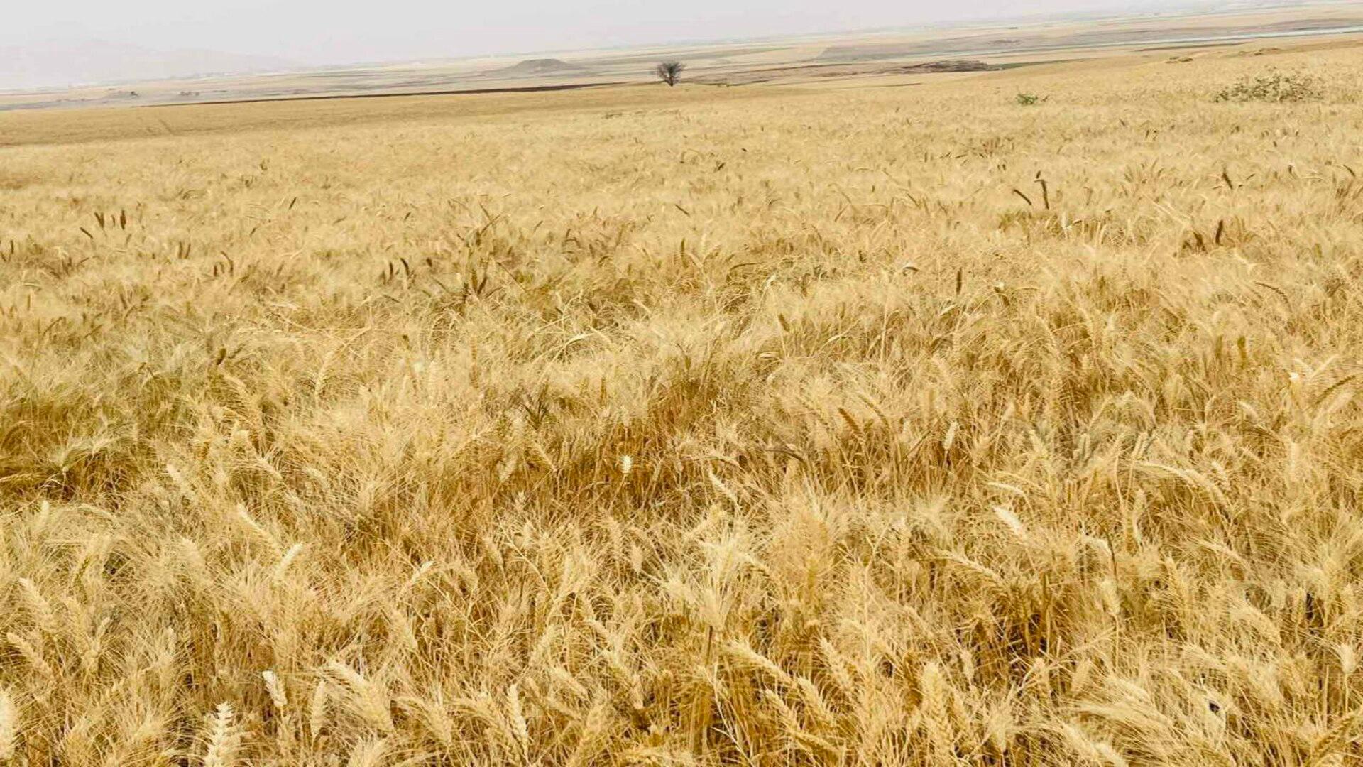 پارێزگاکانی عێراق نزیکەی ٢٣ ھەزار تۆن گەنمیان ڕادەستی وەزارەتی بازرگانی کردووە