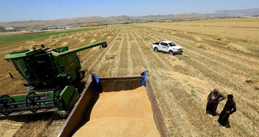 وەرگرتنی گەنمی جوتیاران لە ھەرێمی کوردستان کۆتایھات