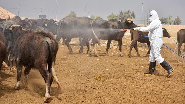 تەندروستی عێراق: ئەمساڵ ٥٢ کەس بە تای خوێنبەربوون لە عێراق گیانیان لەدەستداوە