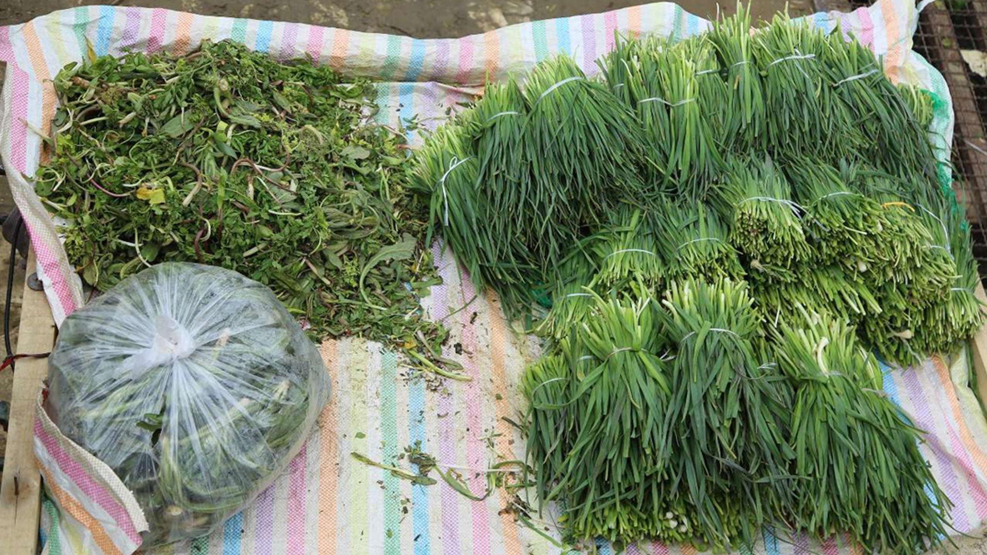 لێكردنە و بەقاچاخبرنی گژوگیای بەهارە زیانی بە گژوگیا و رووەكەكانی كوردستان گەیاندووە