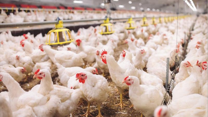 مەترسییەک لەبارەی کێلگە پەلەوەرییەکانی ھەرێم