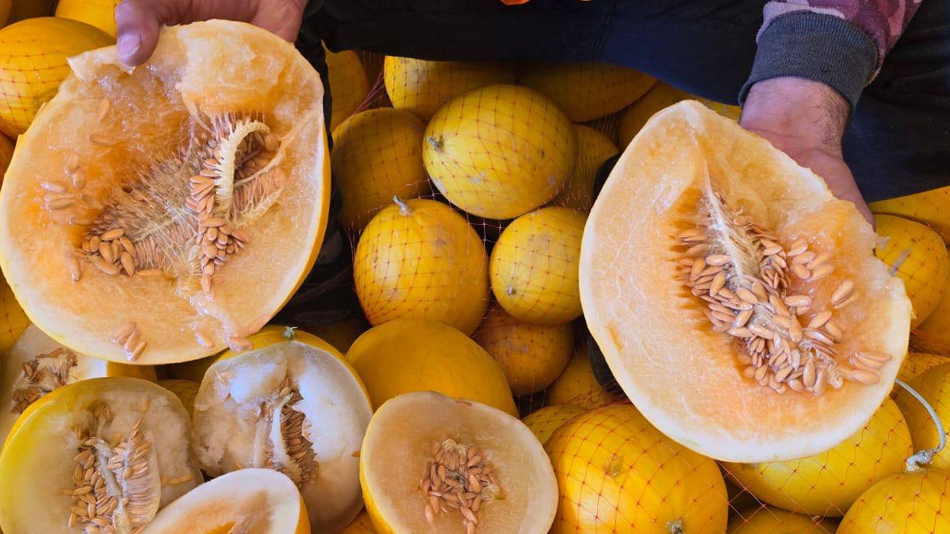  زیاتر لە 10 تۆن کاڵەکی خراپ بوو دەستی بەسەردا گیرا