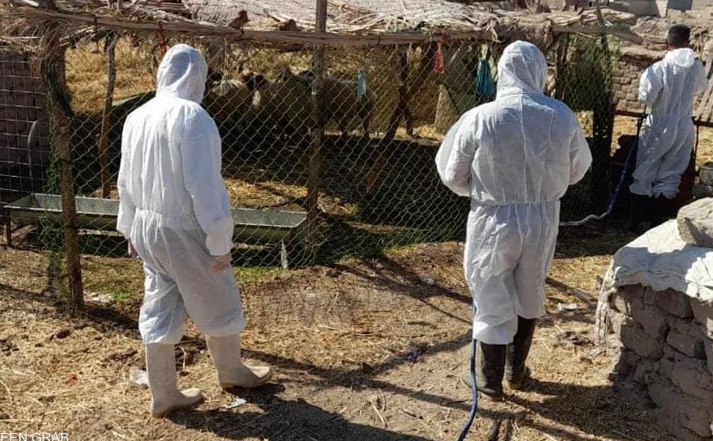 وەزارەتی کشتوکاڵ ٦ رێکاری لە دژی نەخۆشی تای خوێنبەربوون دەرکرد