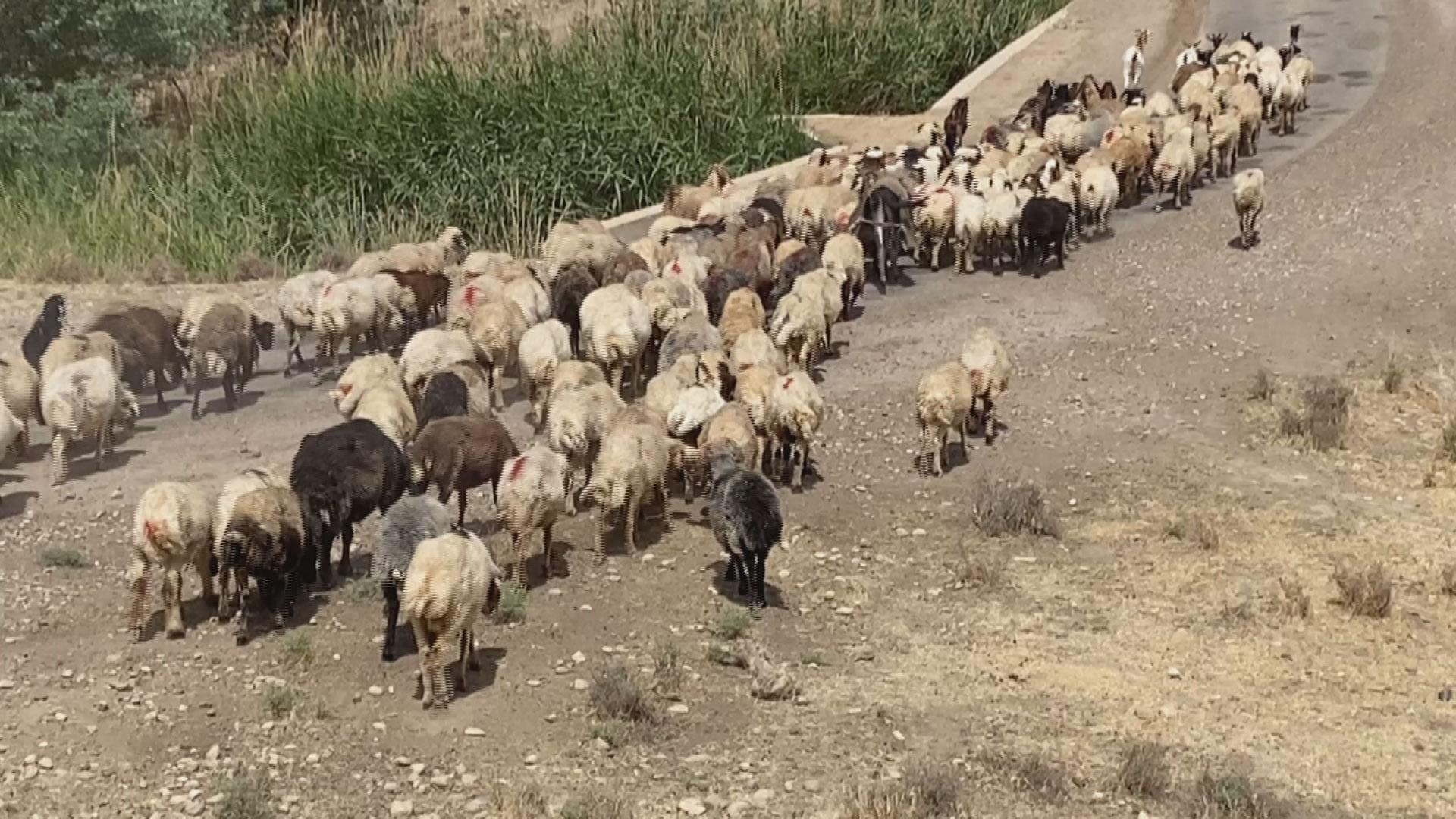 بەھۆی وشکەساڵییەوە سامانی ئاژەڵی گەرمیان بەرەو لەناوچوون دەچێت