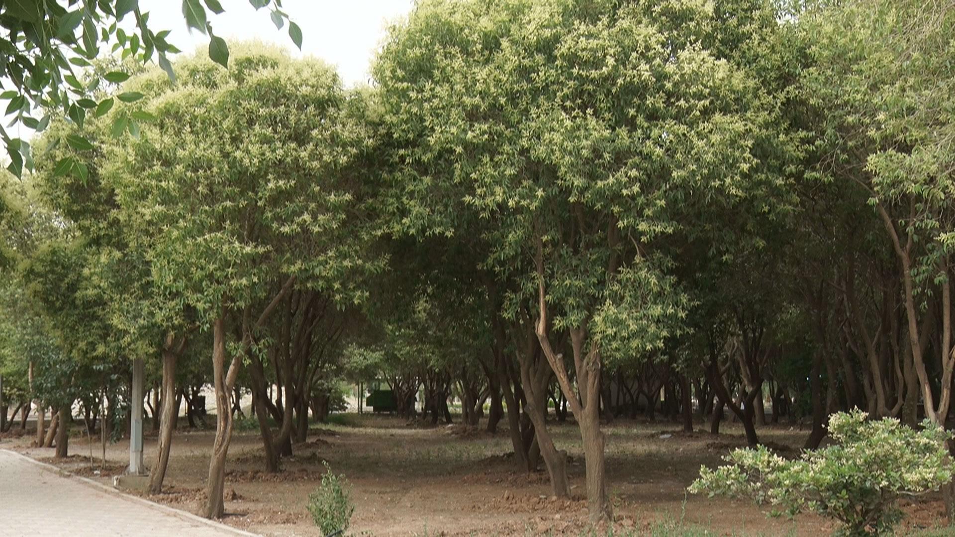 پرۆژەکەی بافڵ جەلال تاڵەبانی دەبێتە چارەسەرێک بۆ قەیرانی ژینگە