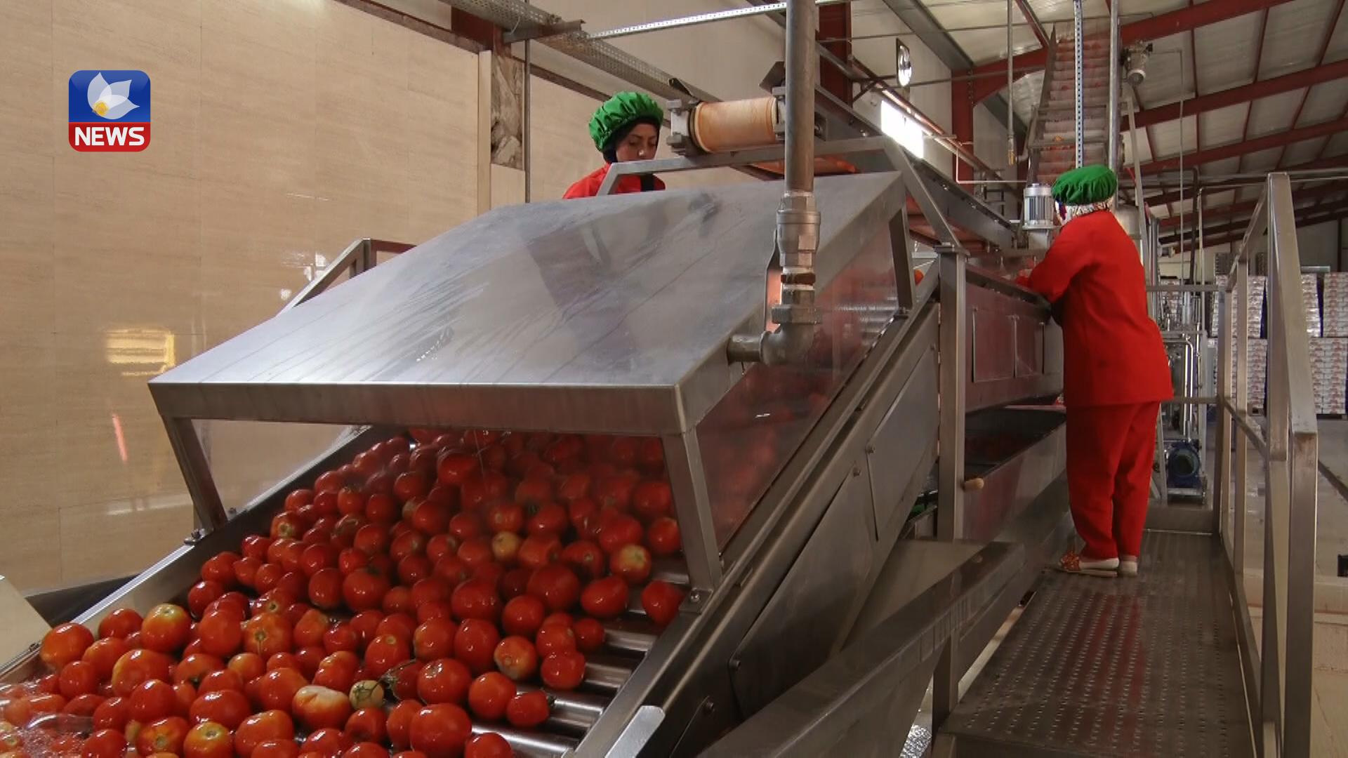 كارگەی دۆشاوی تەماتەی شارەزوور بەرهەمی جوتیارانی هەرێم ساغدەكاتەوە