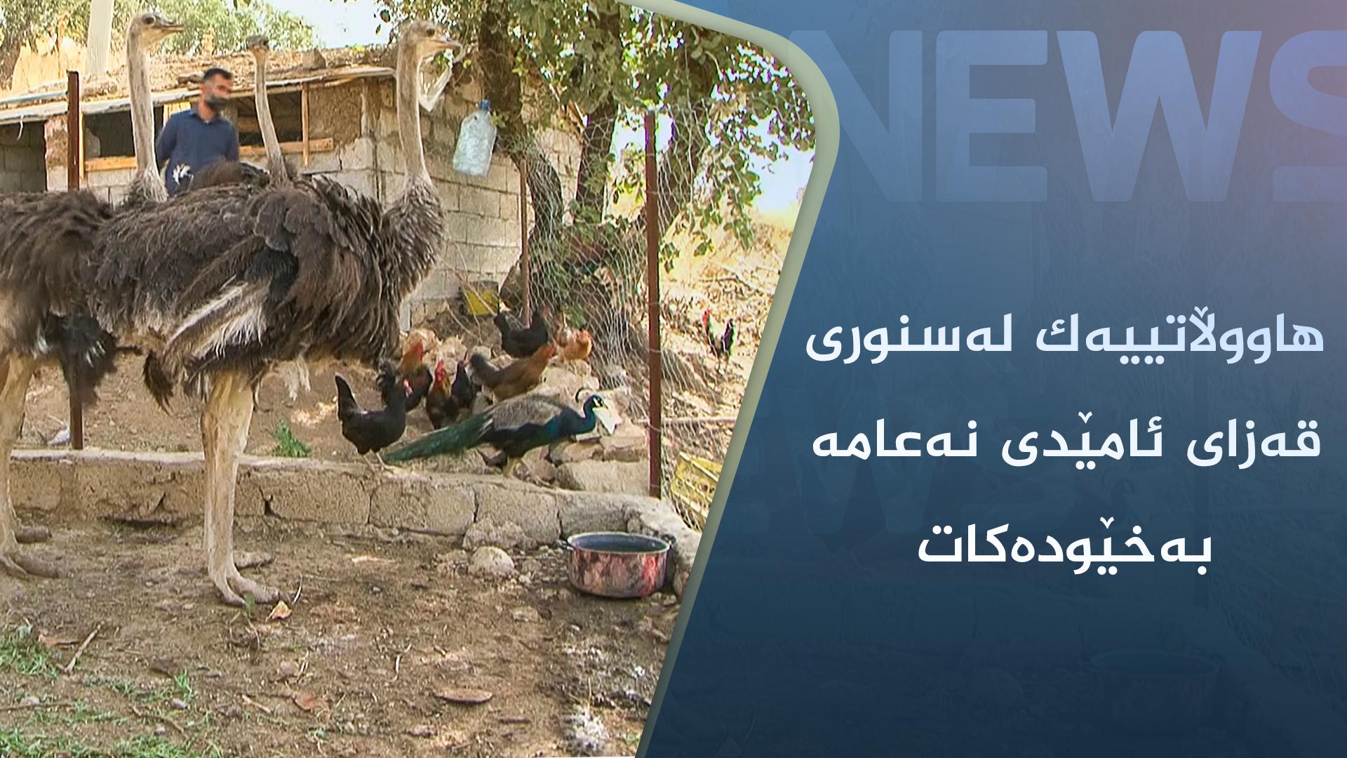 ھاووڵاتییەک لەسنوری قەزای ئامێدی نەعامە بەخێودەکات