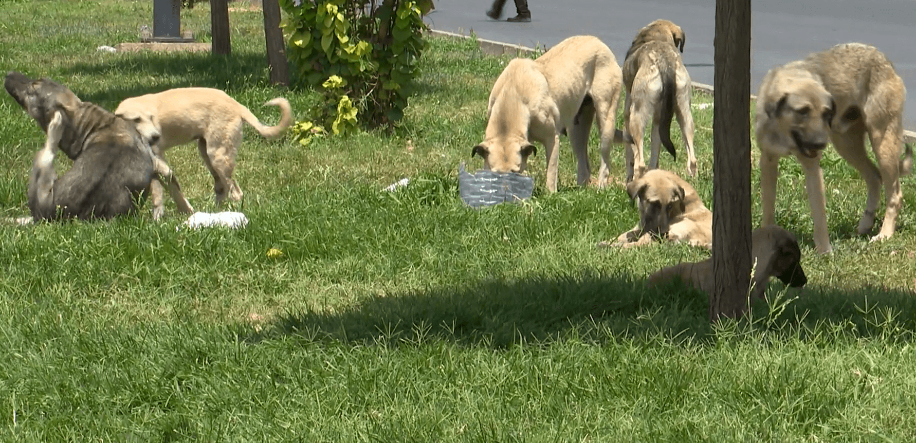 Kurdistan parliament to moot animal welfare bill