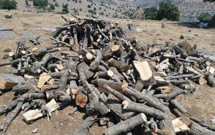 To combat draught Kurdistan region declares national campaign for planting trees