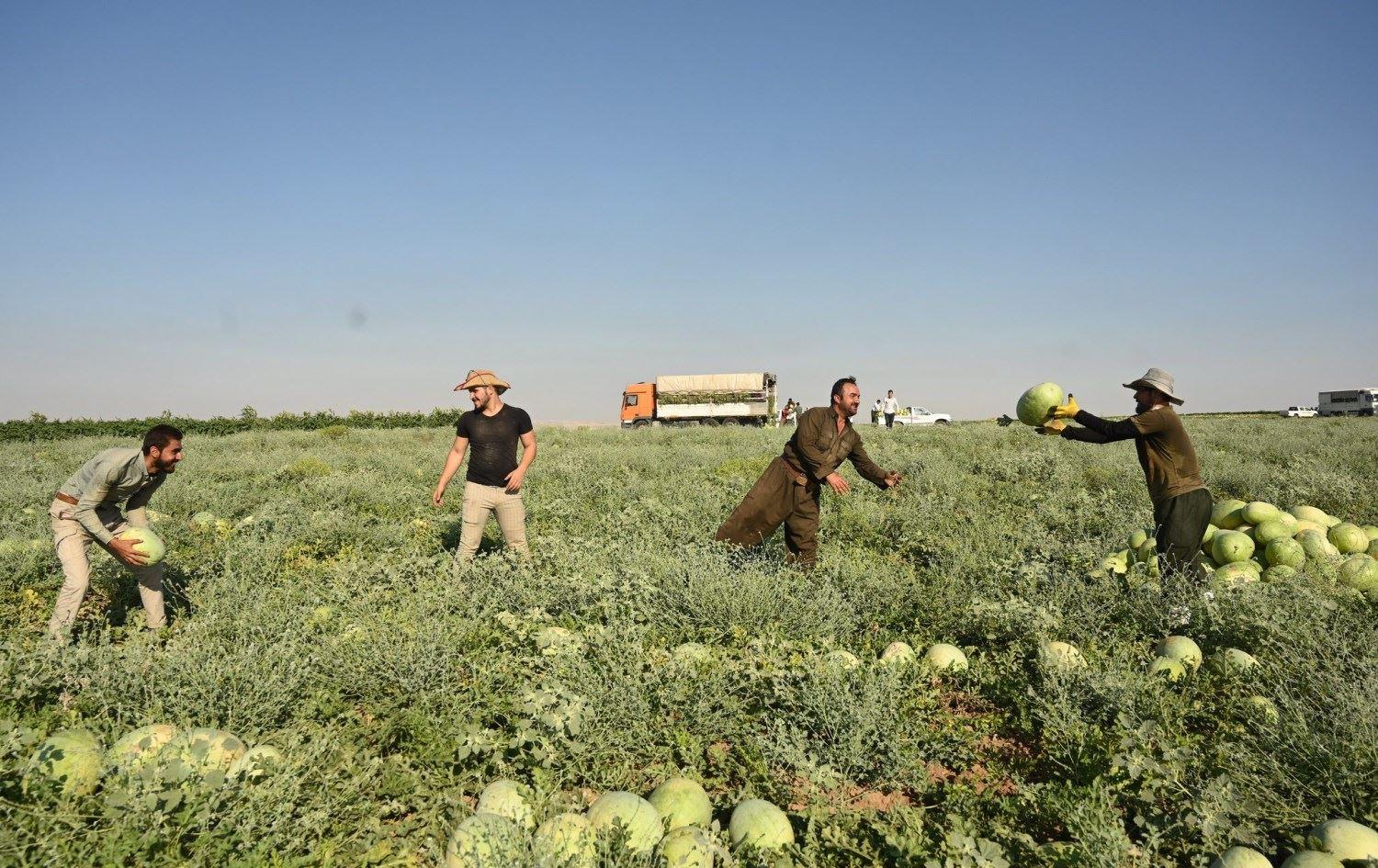 KRG to train, later employee 11k agriculture graduates