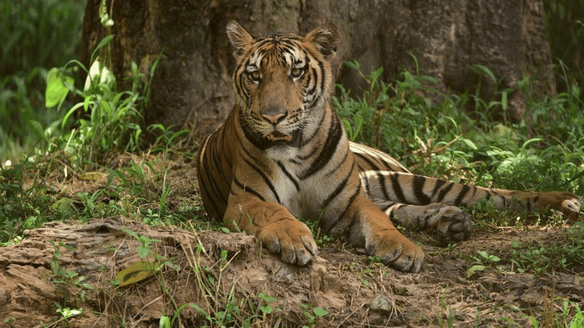 ژنێک بە تۆمەتی قاچاخیکردن بە جەستەی پڵنگەوە لە هیندستان دەستگیر کرا