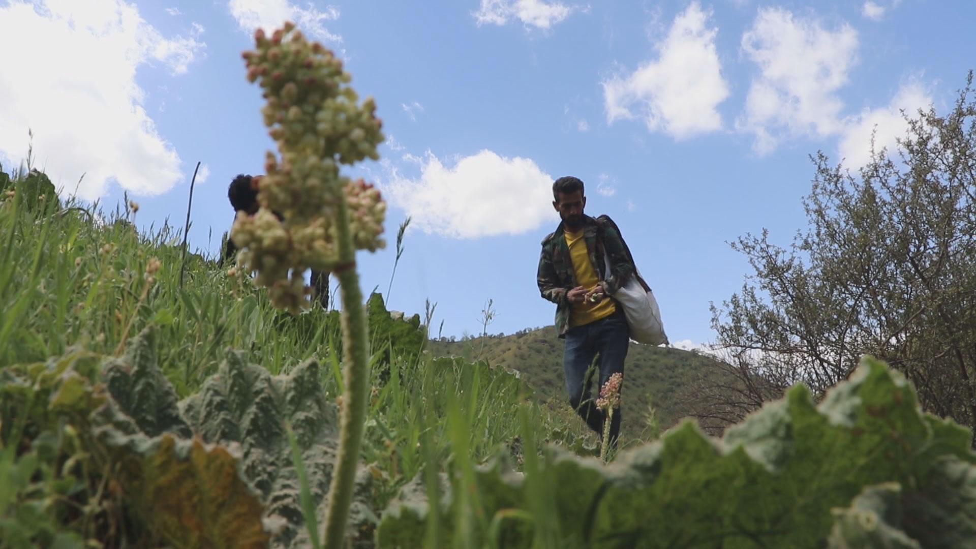 گژووگیا بەھارییەکان بوونەتە سەرچاوەی بژێوی ھاووڵاتیان