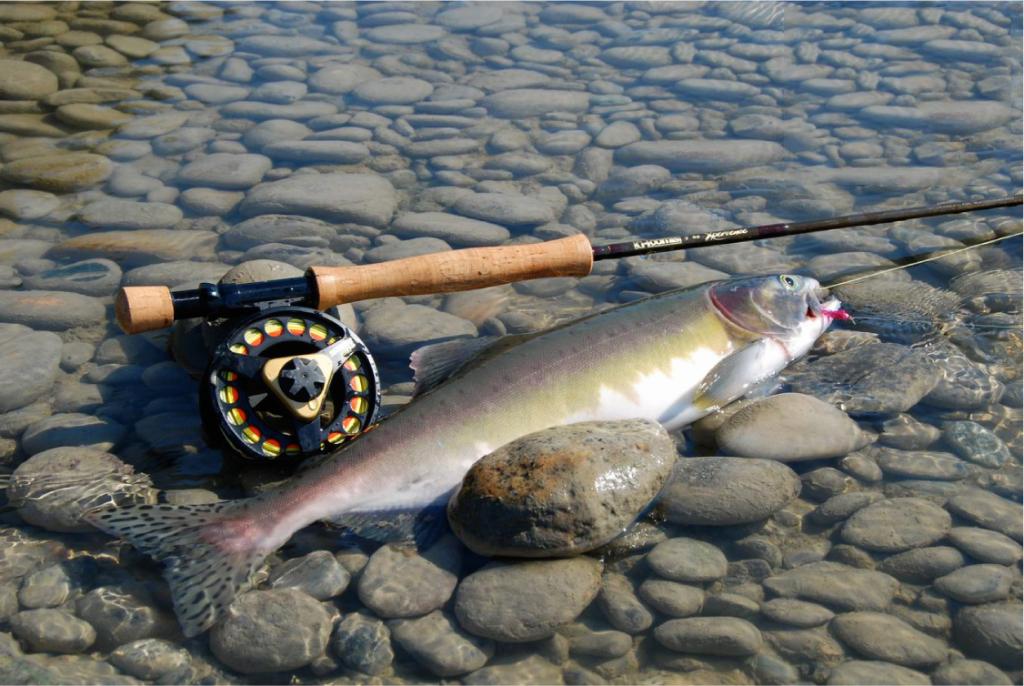 وەرزی قەدەغەکردنی ڕاوەماسیی کۆتایی دێت