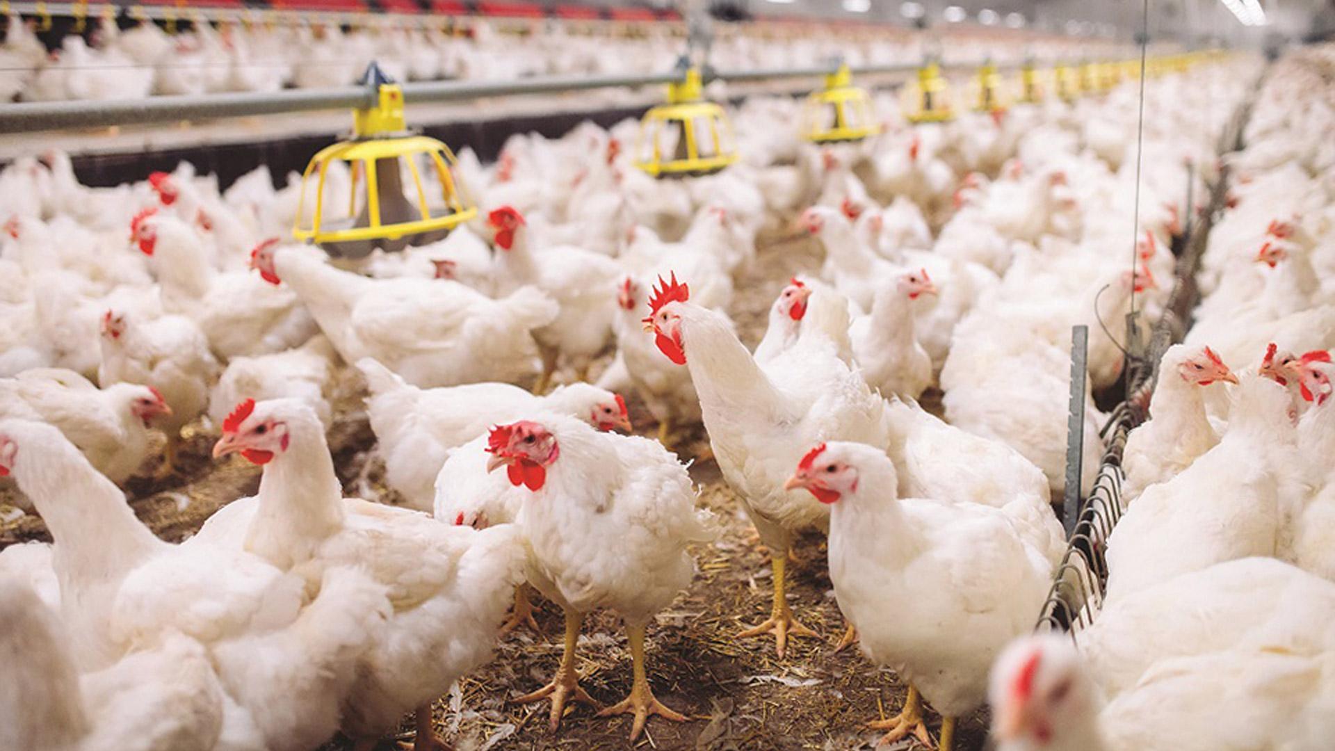 رێگە نادرێت مریشک ھەناردەی شارەکانی خواروی عێراق بکرێت