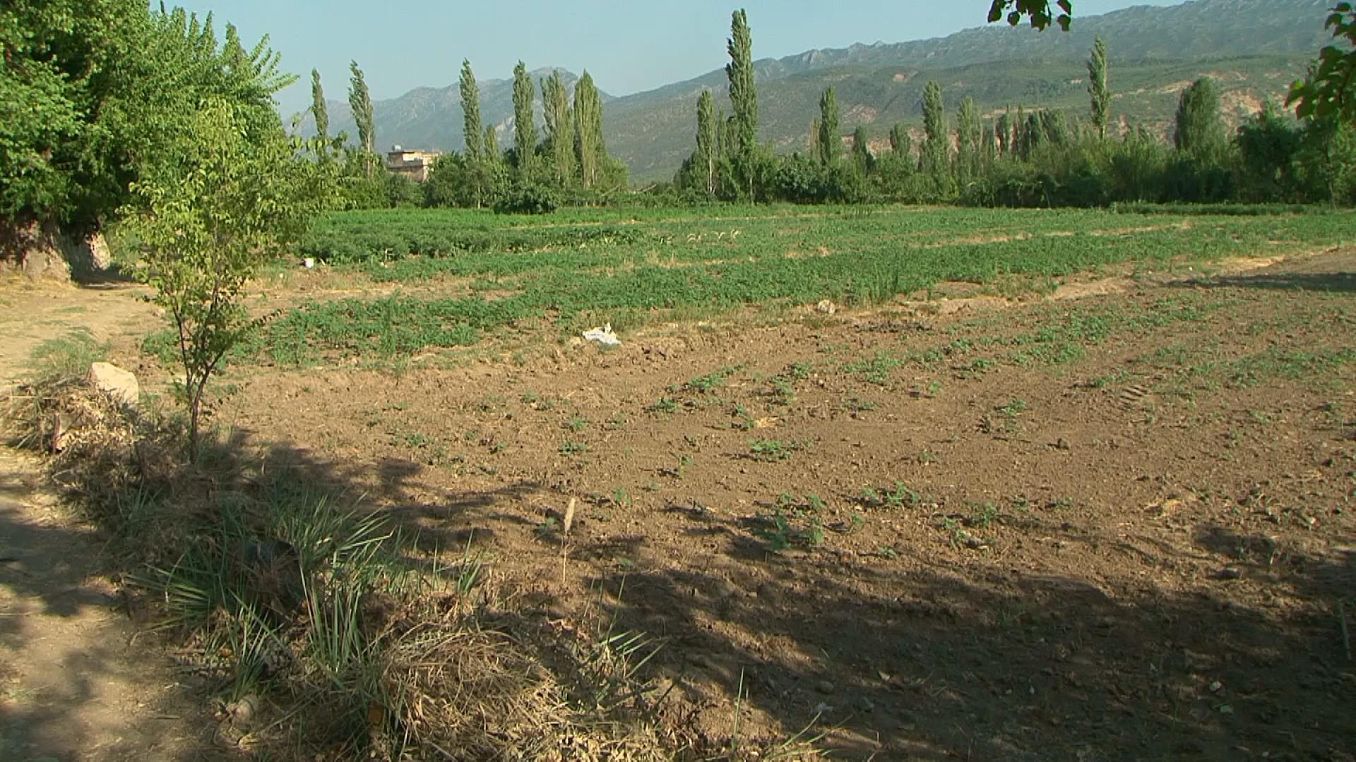 وشکە ساڵی زیانی بە بەرھەمی چەڵتوک لە ئامێدی گەیاندووە