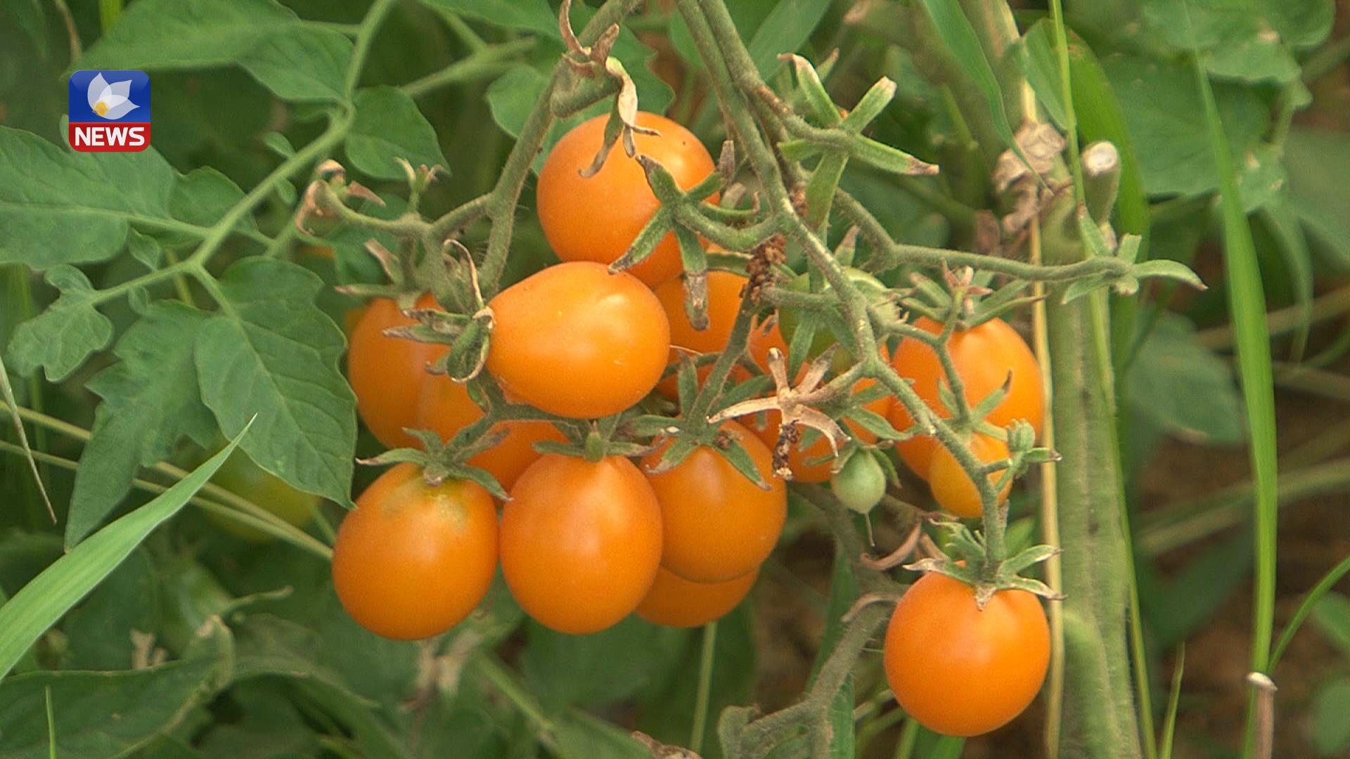 جوتیارێکی ناحیەی سەنگاو تەماتەی ڕەنگاوڕەنگ بەرھەمدەھێنێت