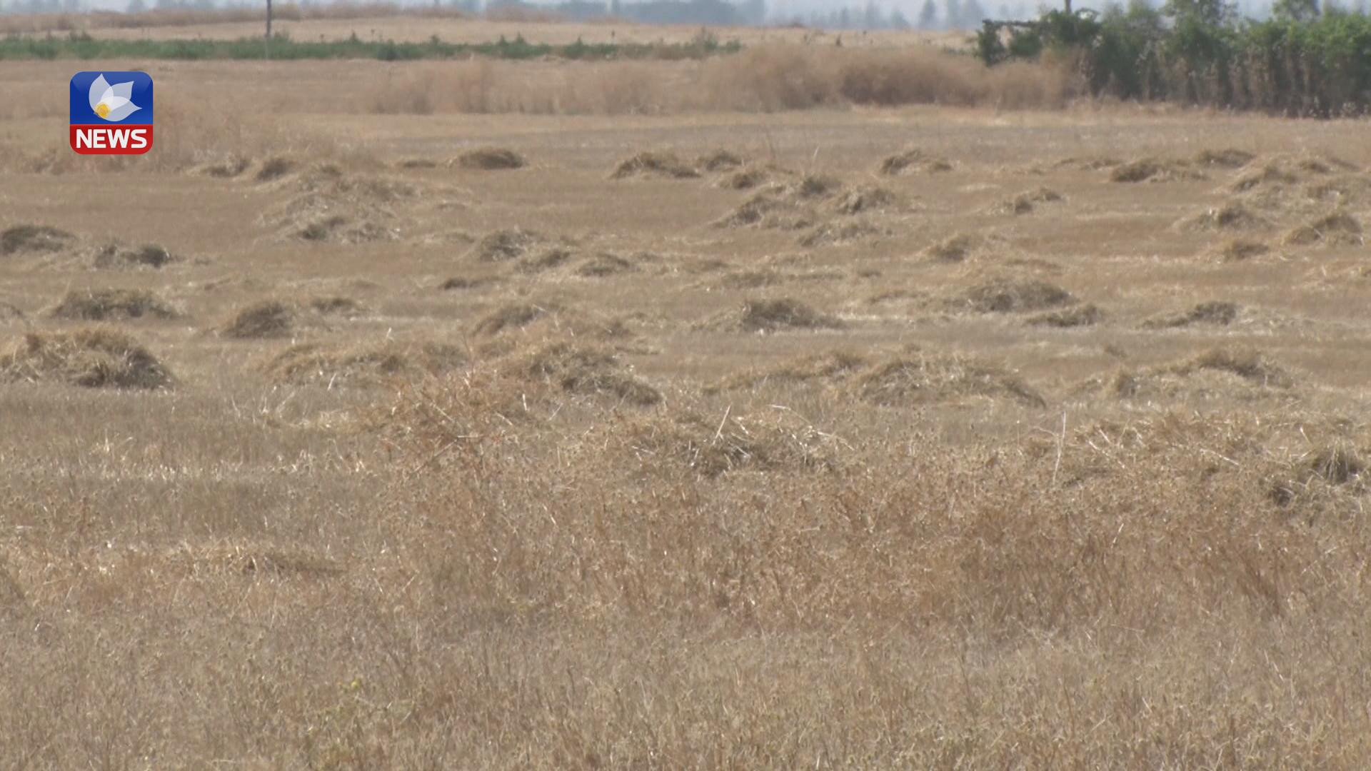 راکان جبوری داوا دەکات ١٠٠ دۆنم زەوی کورد بدرێتەوە عەرەبە ھاوردەکان