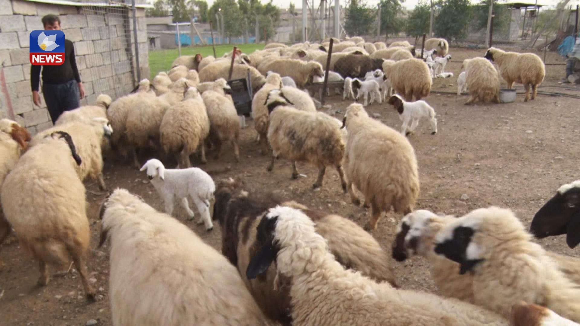 بەھۆی ھێرشی جۆرە باڵندەیەکەوە لە ناحیەی شوان زیاتر لە ٣٠ بەرخ مرداربوونەوە