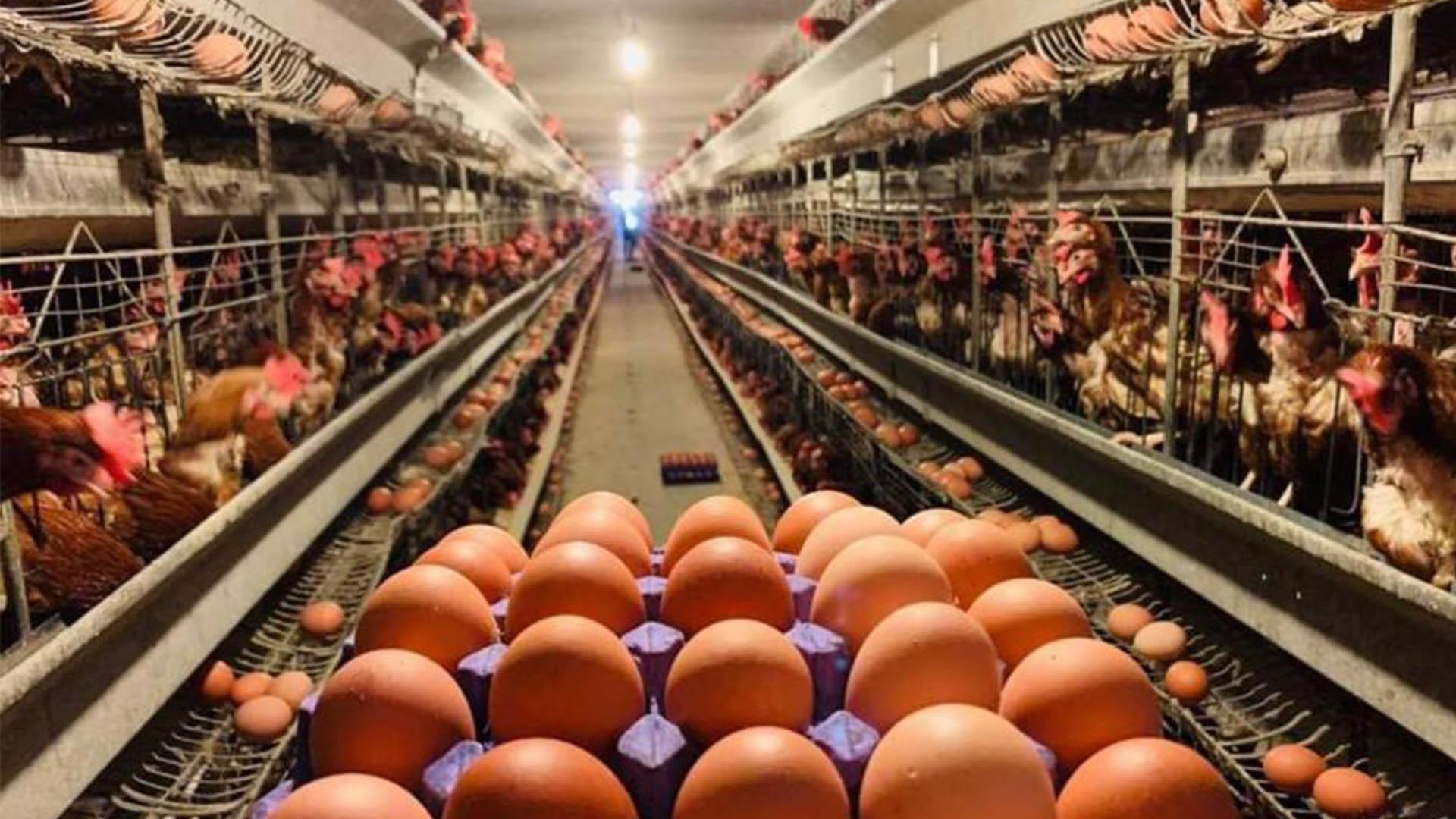 وەزارەتی بازرگانی: پێشنیازی زیادکردنی ھێلکە و مریشک بۆ سەبەتەی خۆراکی مانگی رەمەزان کراوە 