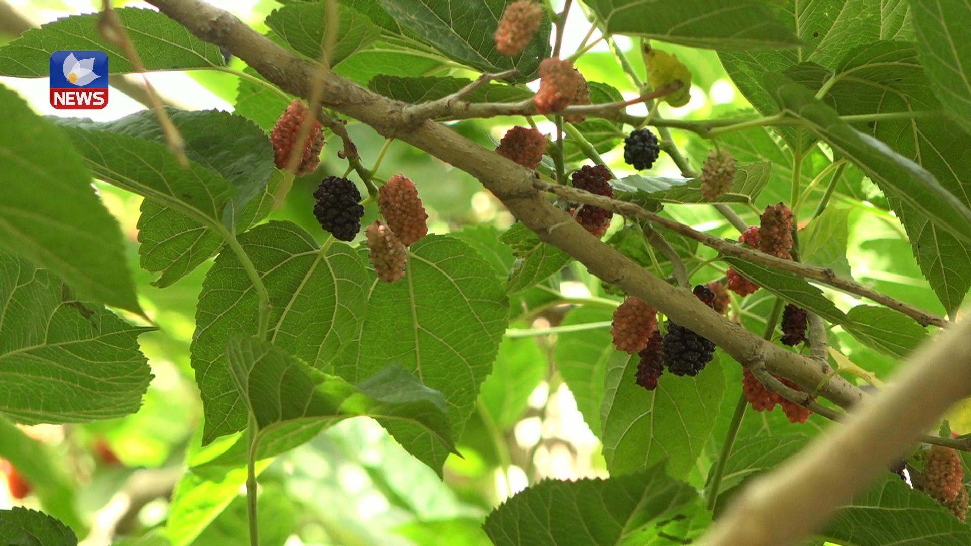 دوو ھاوڵاتی لە سلێمانی چەندین جۆر میوەیان لە باخەکەیاندا چاندووە