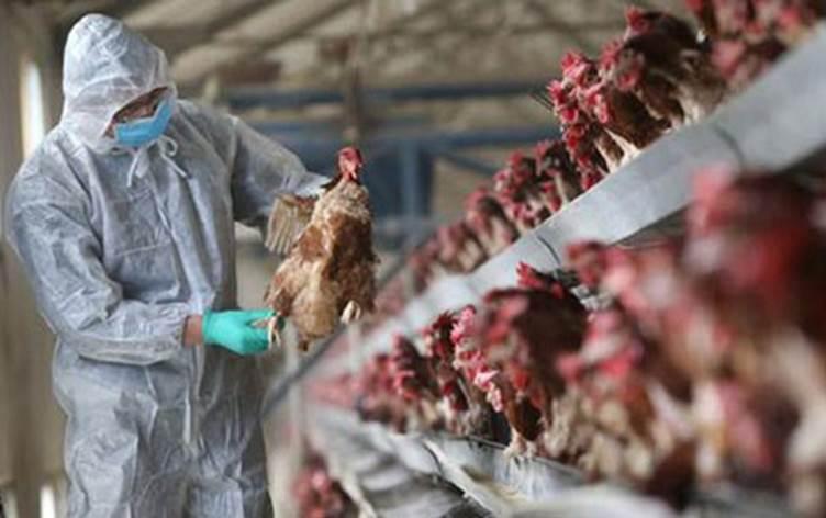 لەبارەی ئەنفلۆنزای باڵندە لە عێراق روونکردنەوە دەدرێت