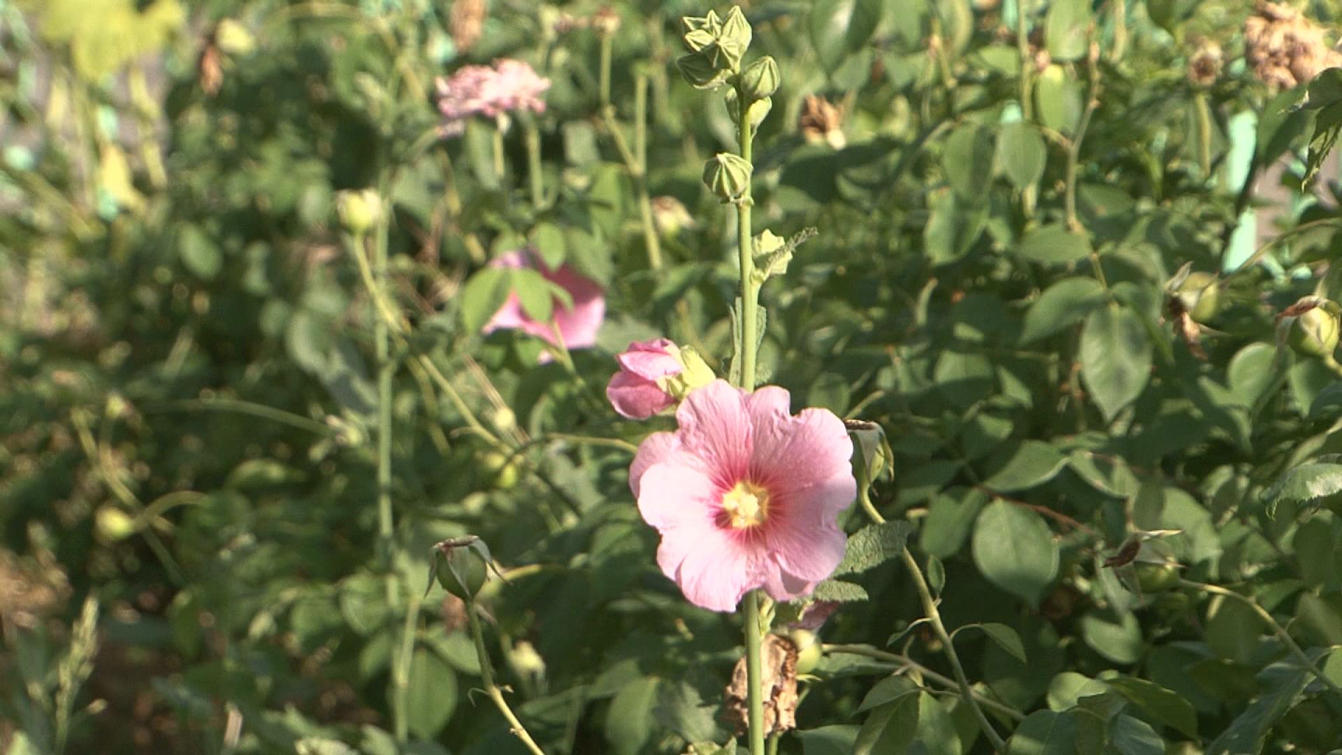 زۆرێک لە ھاوڵاتیانی چەمچەماڵ گوڵە ھێرۆ وەک چارەسەر بەکاردەھێنن