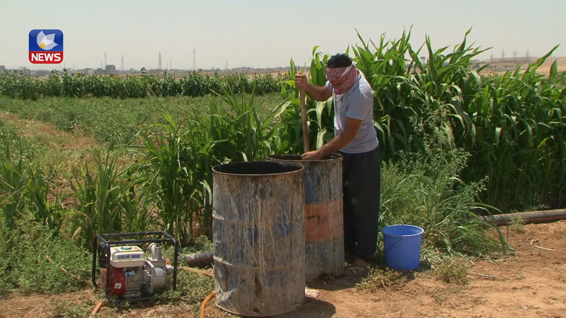 بۆ بژێوی ژیانیان ئاوارەکانی شەنگال لە دھۆک کشتوکاڵ دەکەن