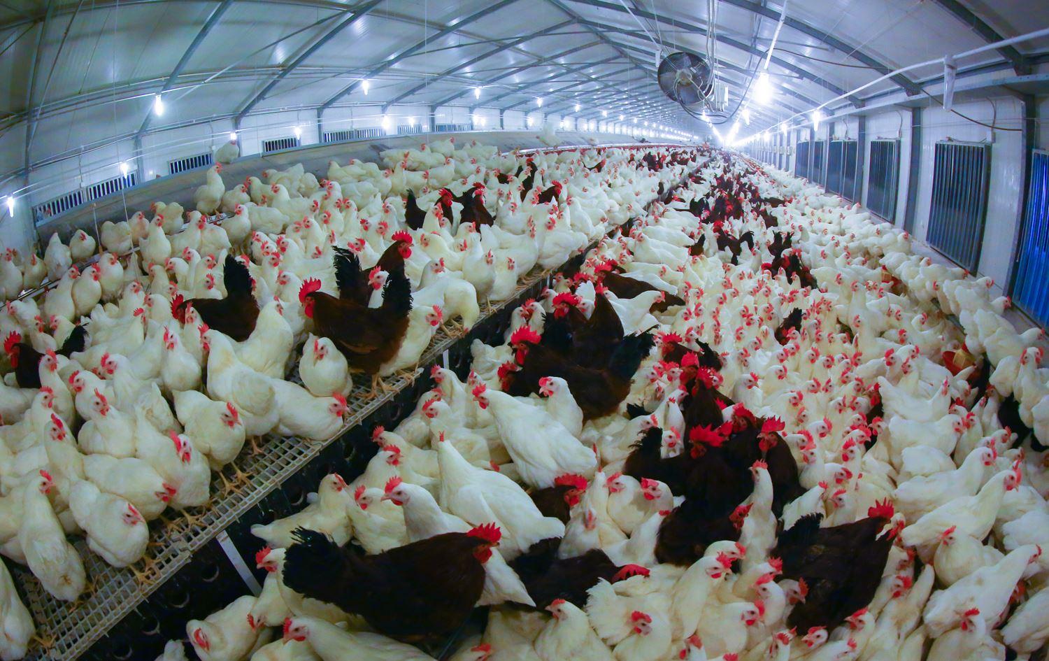 کەرتی پەلەوەری لە ھەرێم مەترسی داڕووخانی لەسەرە