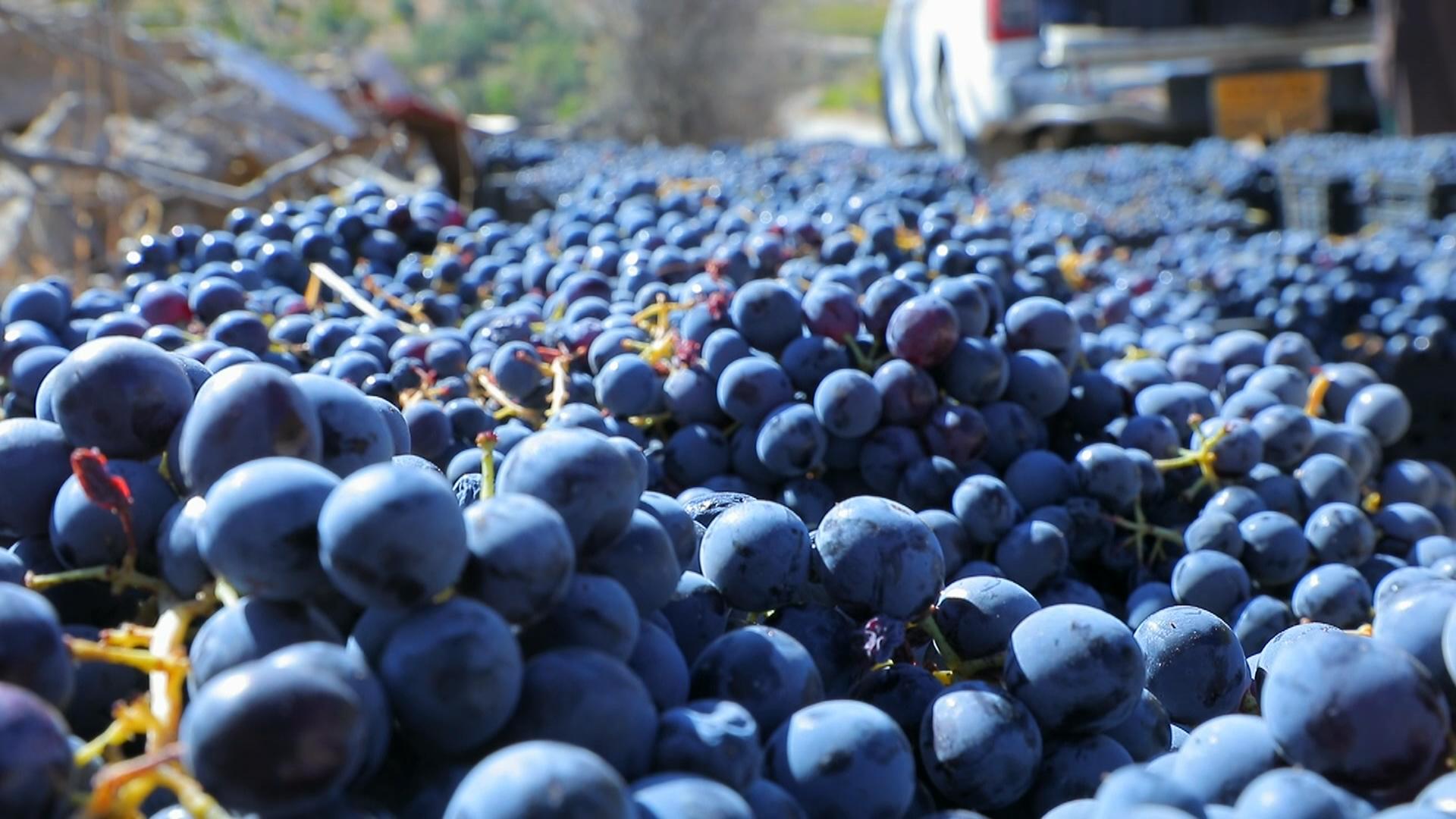 داهاتی ساڵانەی زۆربەی گوندەكانی سنوری قەزای رواندز بەرهەمی ترێیە