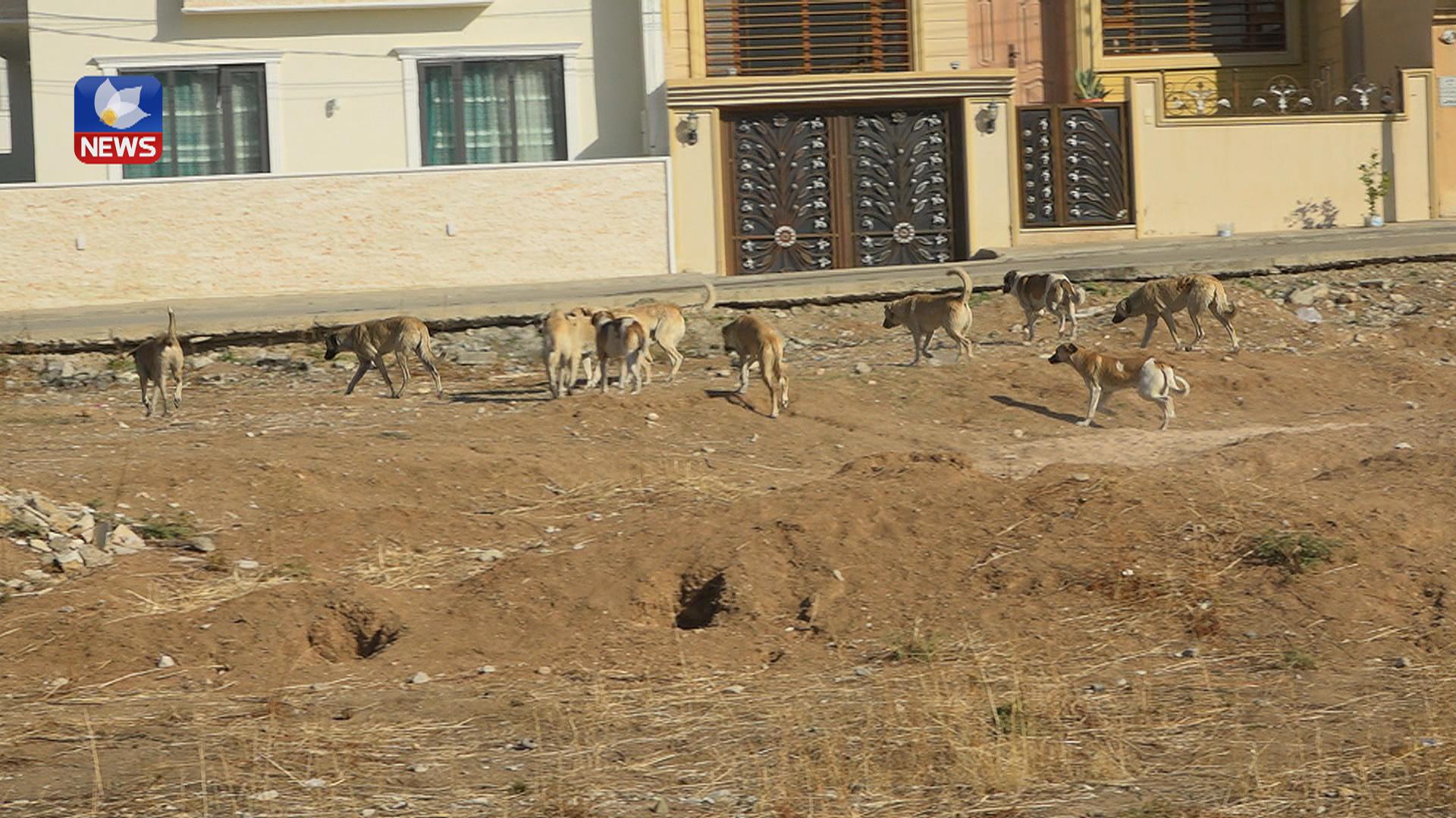 سەگە بێ لانەكان لە گەڕەك و كۆڵانەكانی سلێمانی هاوڵاتیانیان نیگەران كردووە