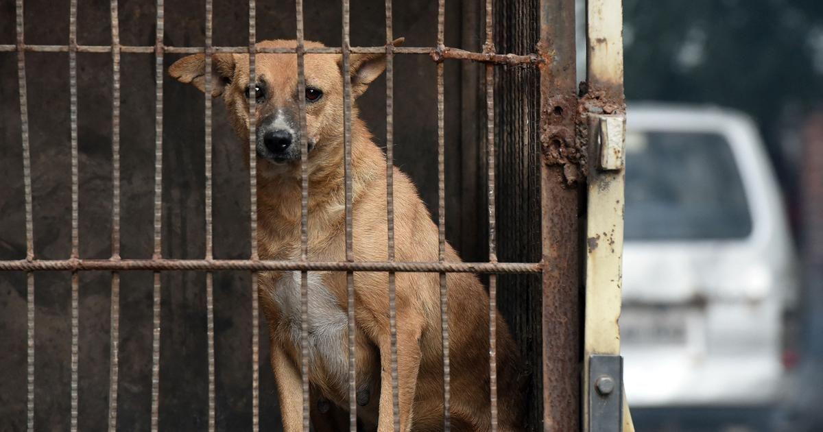 البيئة تتخذ إجراءات قانونية صارمة بحق مرتكبي العنف ضد الحيوانات